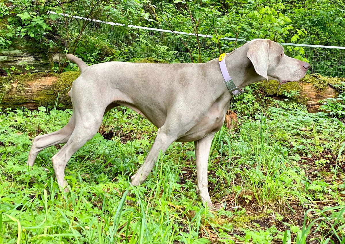 Regen weimaraners deals